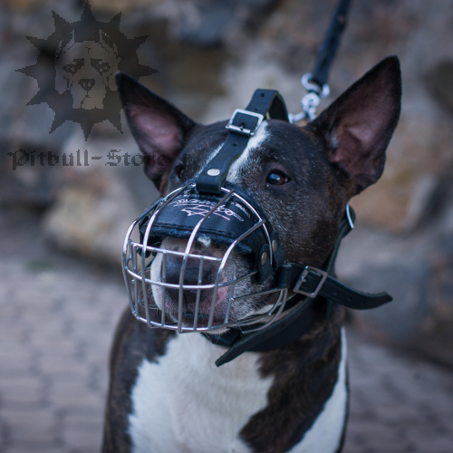 Practical Basket Bull Terrier Muzzle