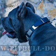 Leather Collar for Cane Corso with War Style Plates