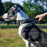 Staffy Walking and Bikes Staffordshire Walking with Bikes