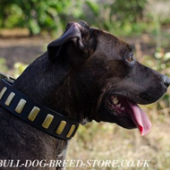 Trendy Dog Collar with Brass Plates for Pitbull and
Amstaff