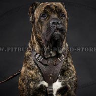 Leather Dog Harness for Cane Corso Training, Work and Walking