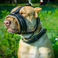Leather Dog
Muzzle Care Leather Dog Muzzle on Pitbull