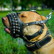 Coming to Another Dog Comunication between Dogs