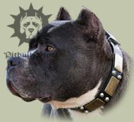 Amstaff Gorgeous Leather Collar with Brass plates and
pyramids