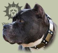 Amstaff Gorgeous Leather Collar with Brass plates and
pyramids