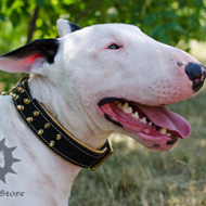 Luxury Leather Dog Collar Spiked & Nappa Padded for Bull Terrier