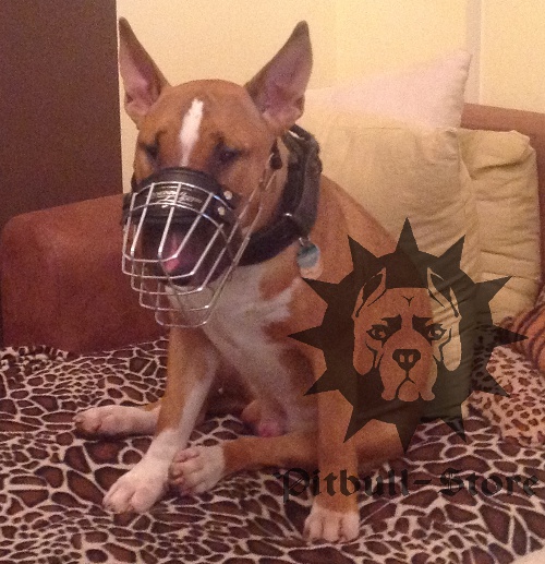 English Bull Terrier Muzzle Cage Dog Muzzle £36.90