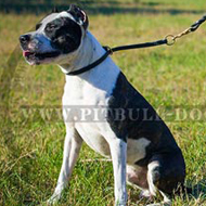 Leather Choke Collar for Gentle Pitbull Behaviour Correction