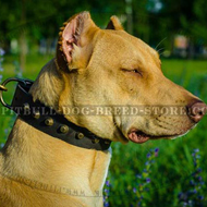 Cool & Strong Studded Dog Collar for Pitbull and Staffy