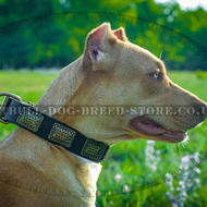 Staffy & Pitbull Dog Collar of Trendy Look