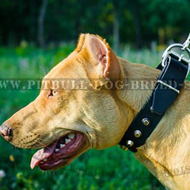 Walking Dog Collar with Elegant Row of Silver-Looking Pyramids