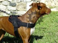 Nylon Dog Harness UK