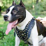 Royal Dog Harness of Padded Leather & Brass Studs for Amstaff