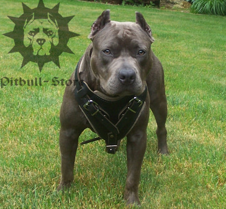 Agitation pit bull harness,
black