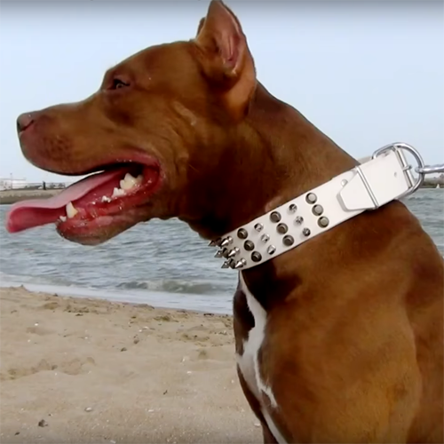 Dog Calming Signals Dog Signals
in Daily Life