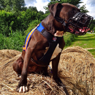 Pitbull
Amstaff Mix Pitbull Amstaff Cross Breed