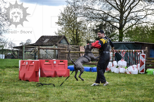 Pro Pitbull Training