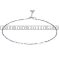 Pitbull Dog Chain Collar for Rings and Shows Only