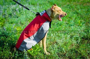 Pitbull Clothes UK