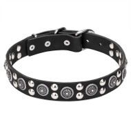 Pitbull Collar Leather with Silver-Like Magnificent Studs