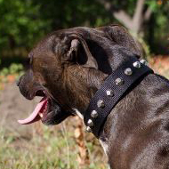 Nylon Dog Collar with Nickel Pyramids for Pitbull, Wide