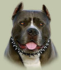 Pitbull Spiked Collar