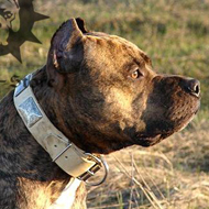 Pitbull Collar with Old-looking Massive Plates