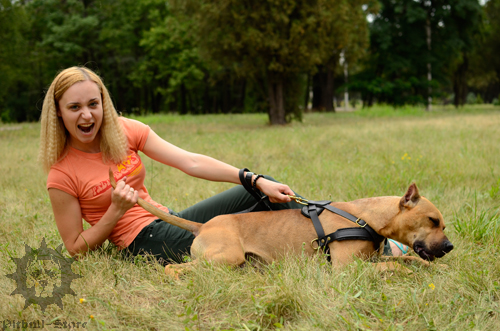 Lying Pitbull in Harness