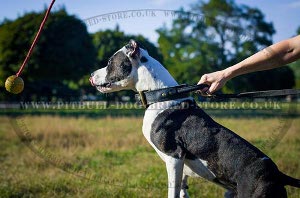 Pitbull Dog Ball
