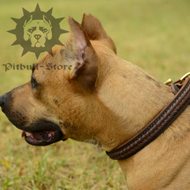 Smart Braided Leather Dog Collar for Staffy and Pitbull