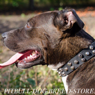 Quality Dog Collar of Leather with Nickel Pyramids
for Pitbull