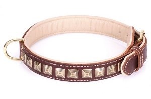 Pitbull Dog Collars for Sale