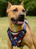 Pitbull Leather Dog Harness