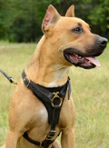 Walking harness for pitbull dog