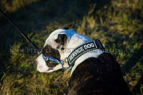 Pitbull Dog Lead
