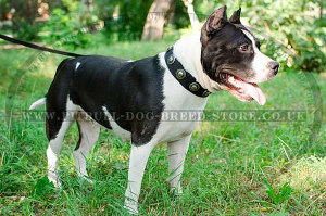 Pitbull Dog Leash
