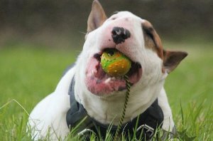 Pitbull Dog Toys for Sale