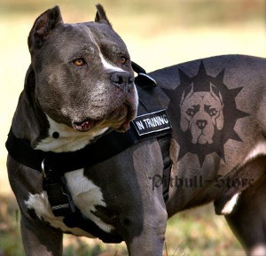 Pitbull Harness No Pull