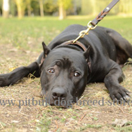 Dog Language of Your Pitbull Staffy Language