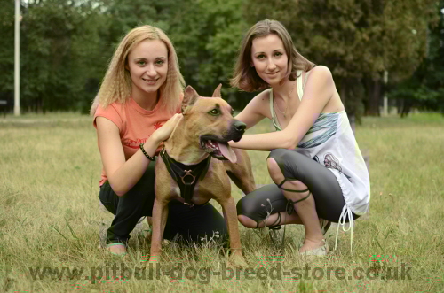 Pitbull with Owners