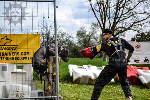 Pitbull is Trained be Professional Handler