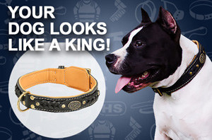 Pitbull Leather Dog Collars