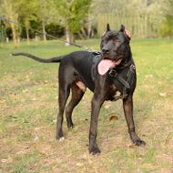 Pitbull Leather Dog Harness for Agitation Training