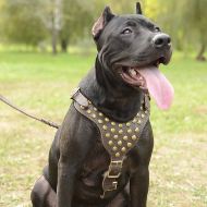 Studded Dog Harness for Pitbull, Designer Leather Accessory