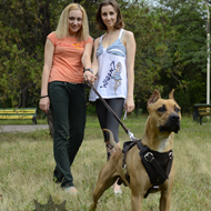 Dog Lead Types Pitbull Equipment Types