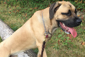 Pitbull Silver Chain Collar