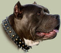 Pitbull dog collar with spikes and studs, spiked
        pitbull collar