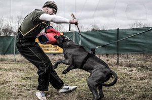 Pitbull Training Equipment for Sale