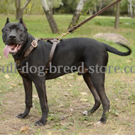 Dog Wagging Tail Reasons Pitbull
Wagging Its Tail