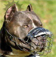 Staffy wearing leather dog harness